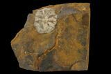 Paleocene Fossil Cone (Parataxodium) - North Dakota #156260-1